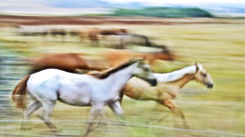 Horses Running in Field — White