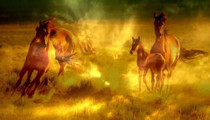 Horses Running in Field — Yellow, Dramatic, Sunset