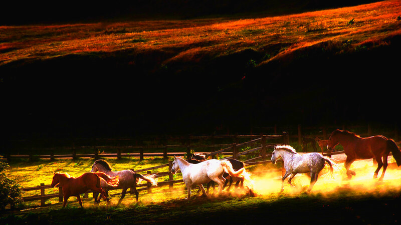 Horses Running in Field — Yellow, Dramatic