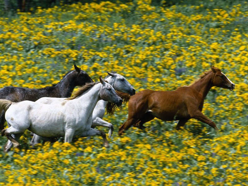 Horses Running in Field — Yellow, Dynamic, Summer, Photograph