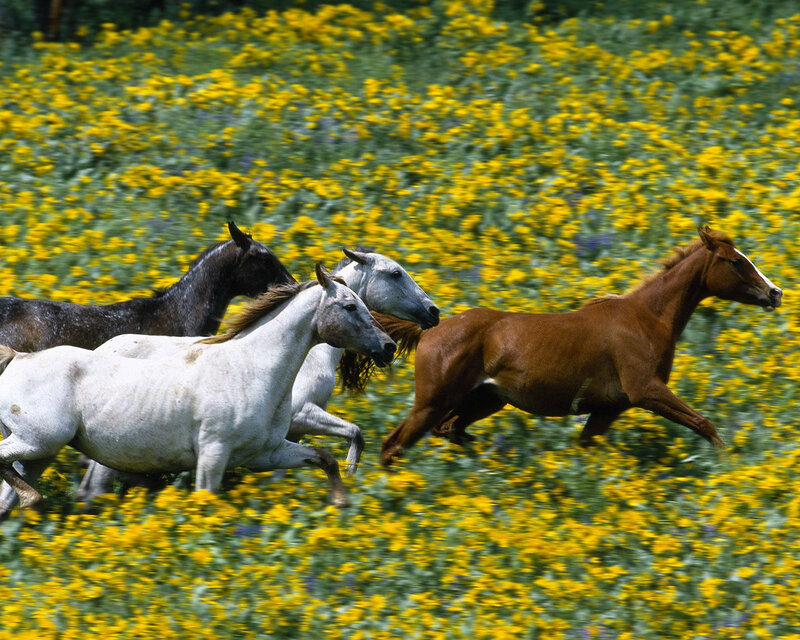 Horses Running in Field — Yellow