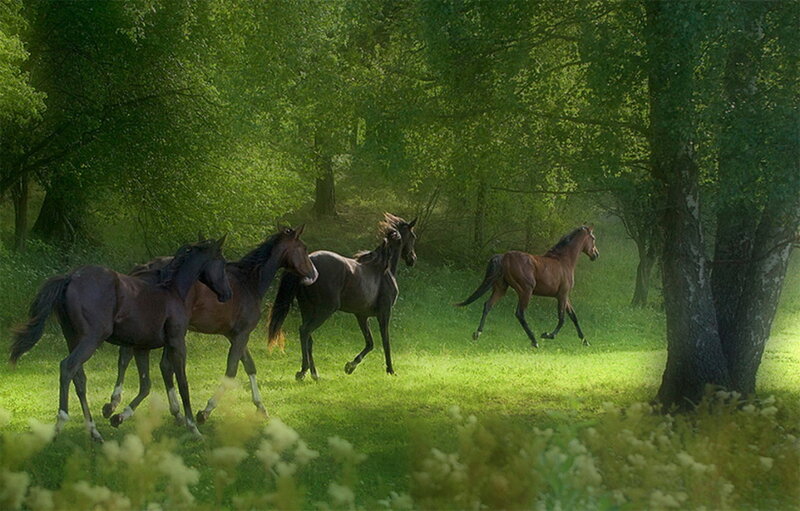 Horses Running in Forest