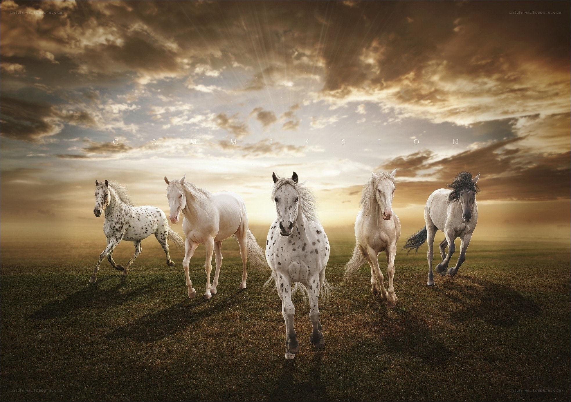 Horses running in golden field