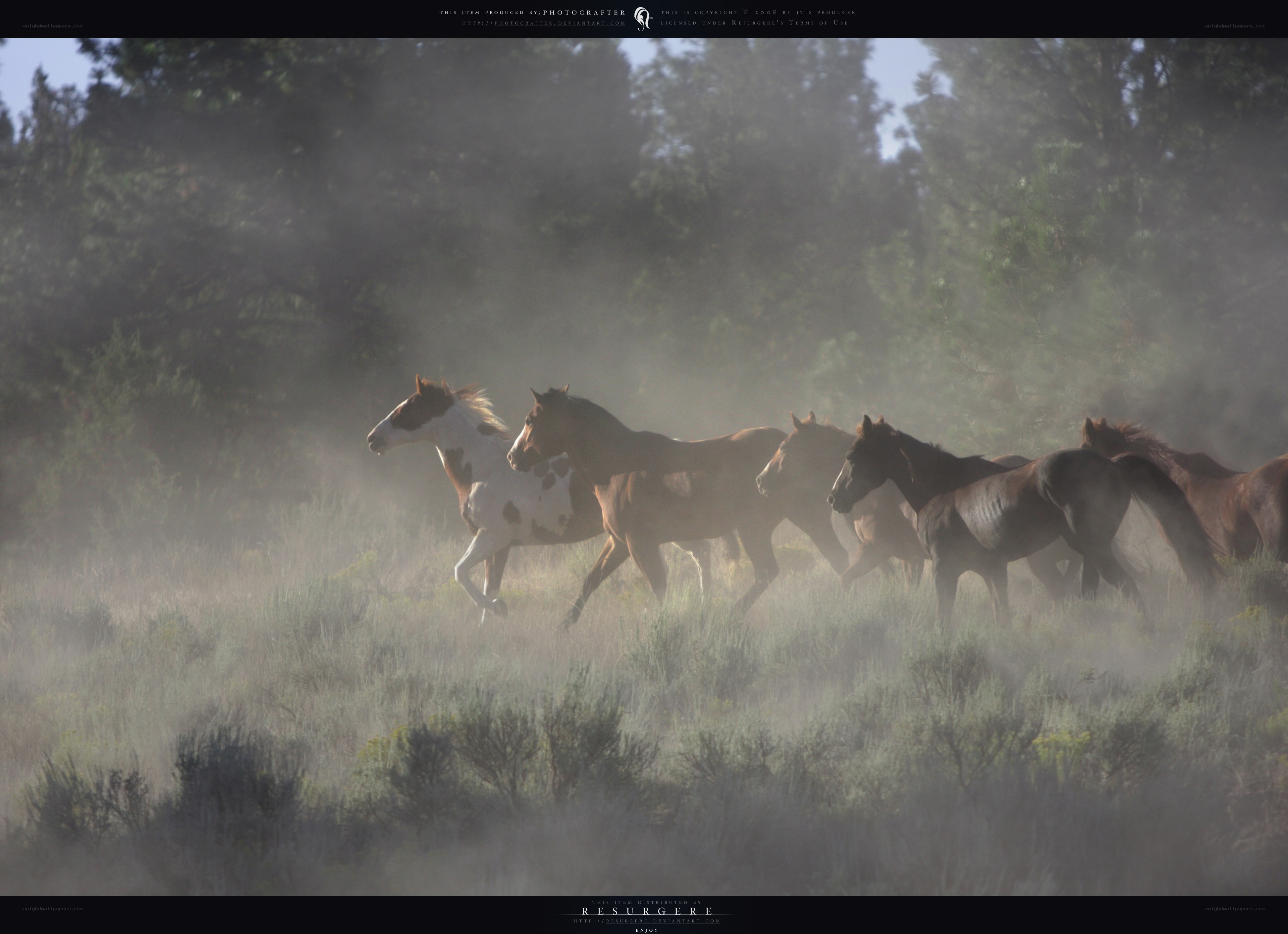 horses running in mist