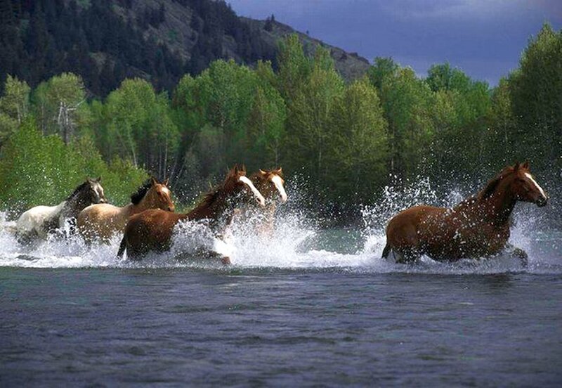 Horses Running in River — Brown