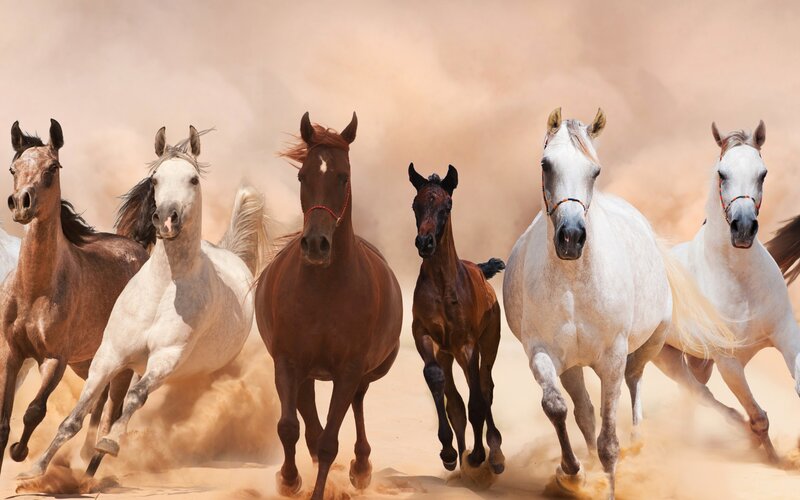 Horses Running in Sand — Brown