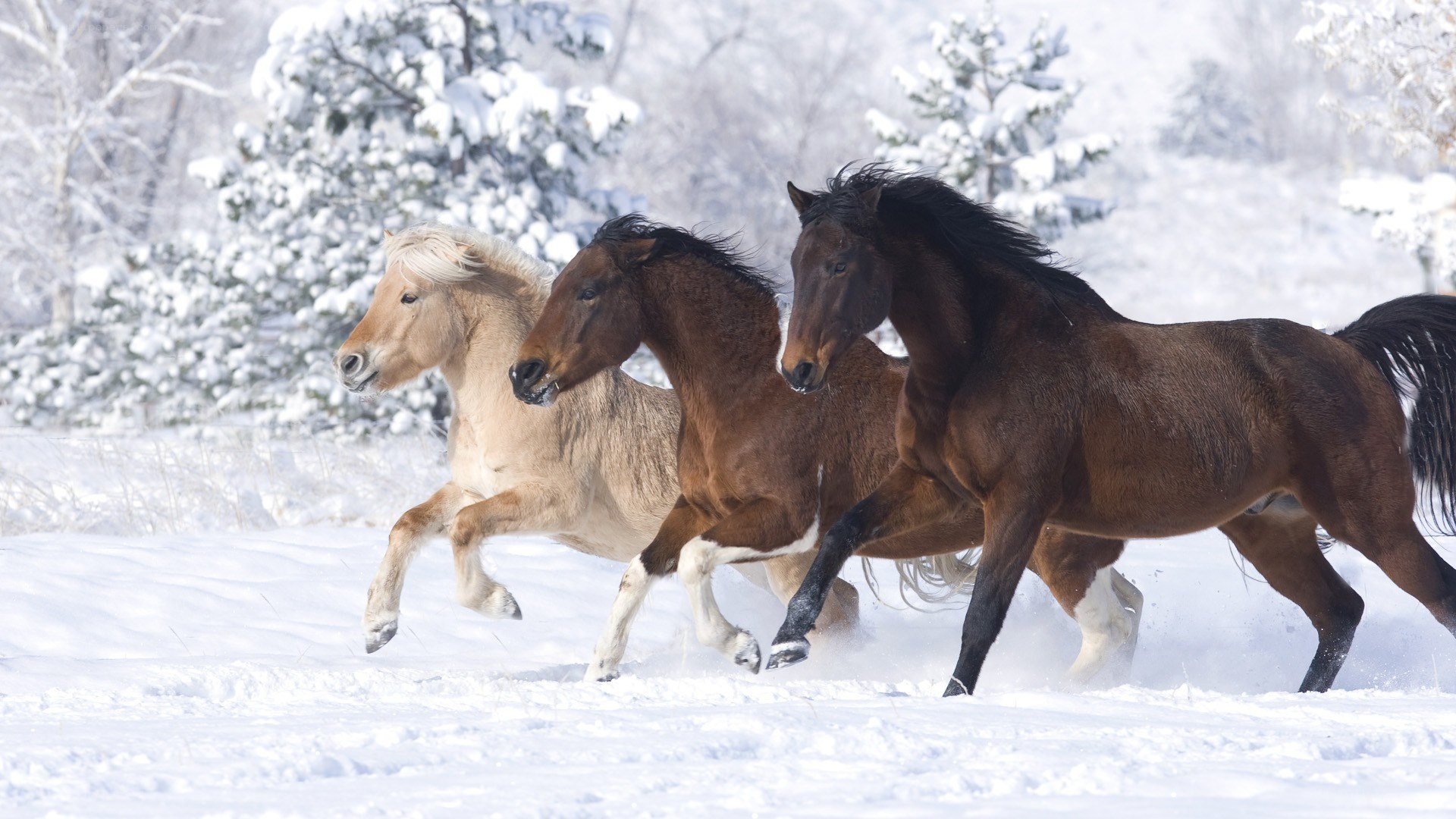 horses running in snow