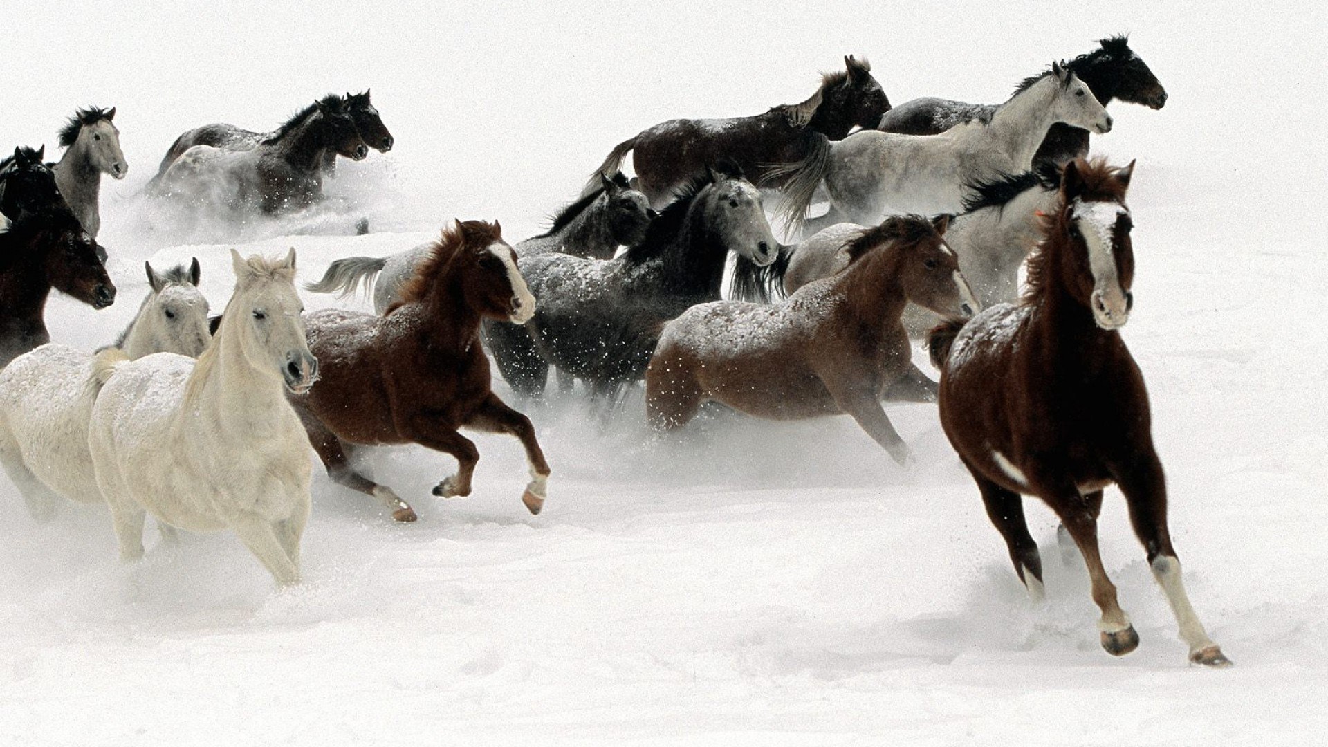 Horses running in snow