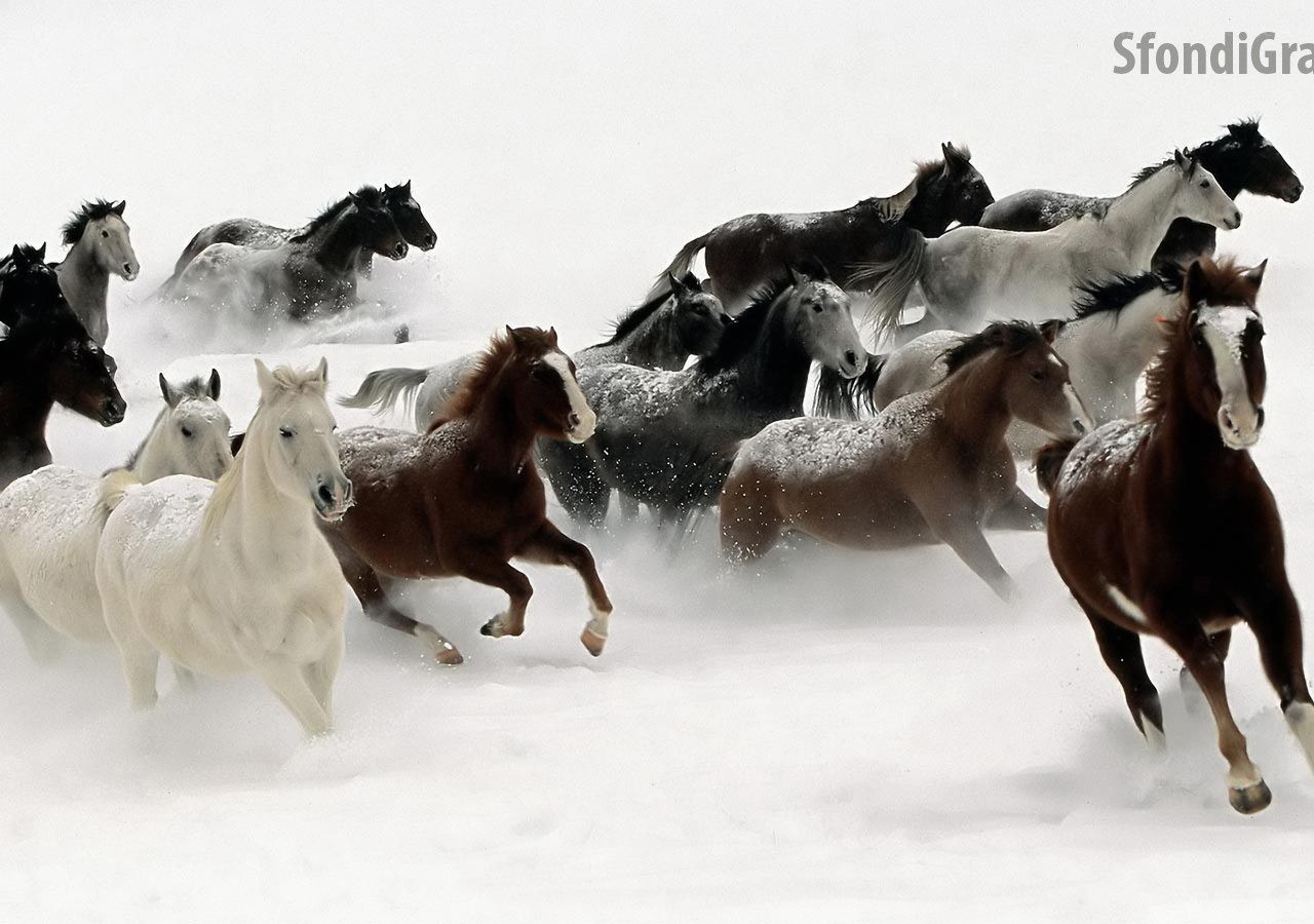 horses running in snow
