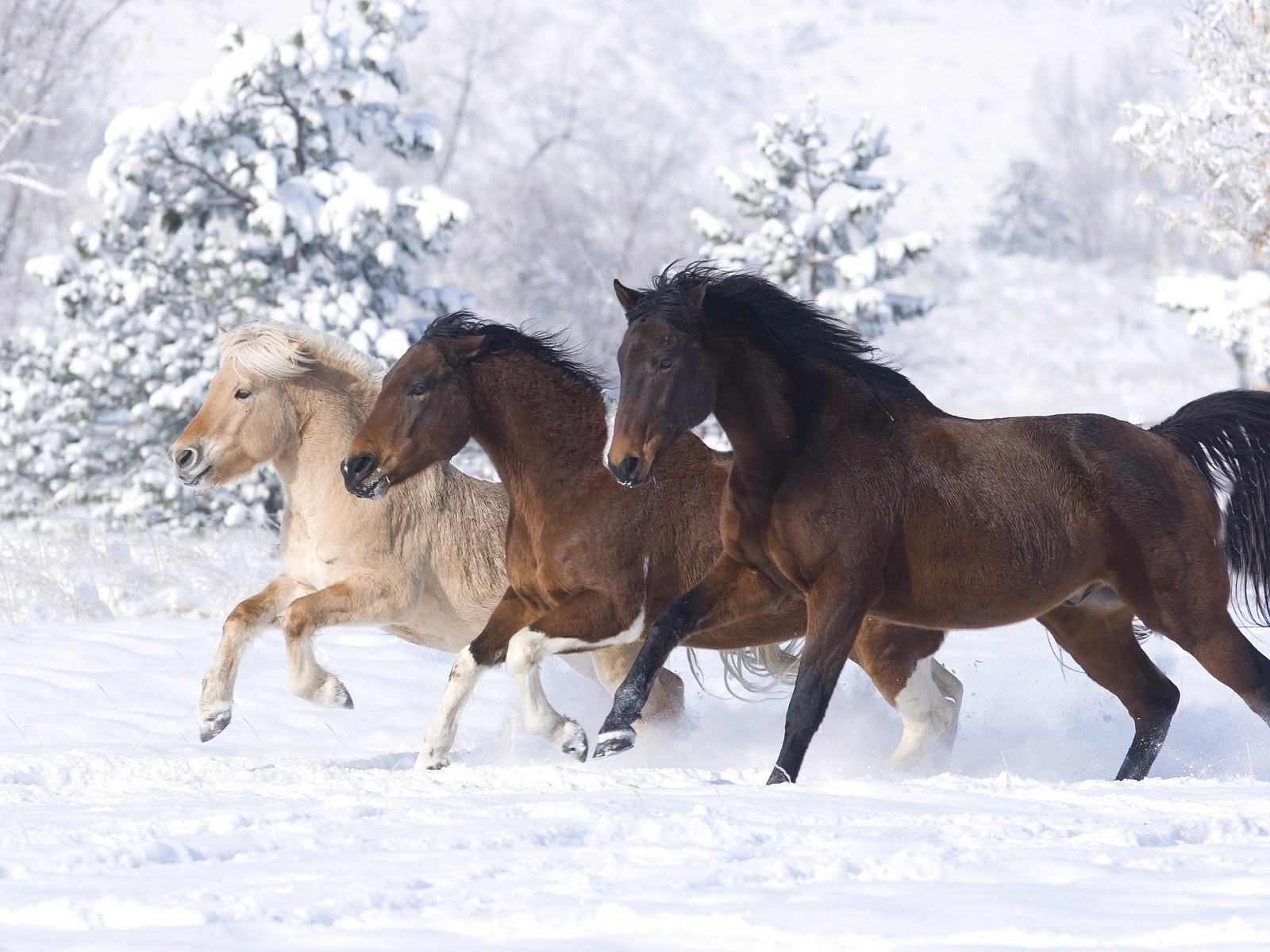 horses running in snow