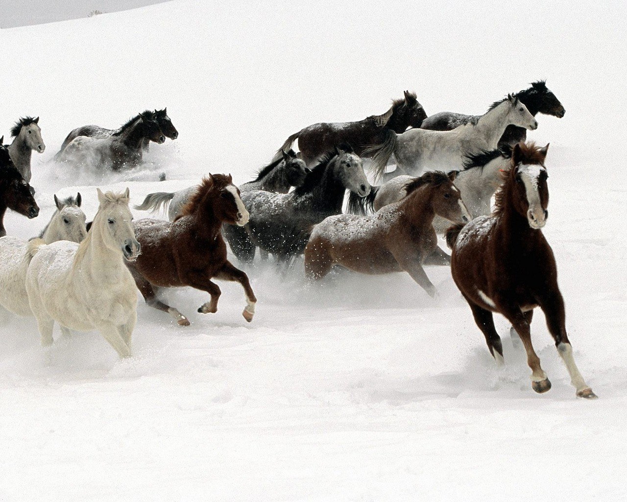 Horses running in snow