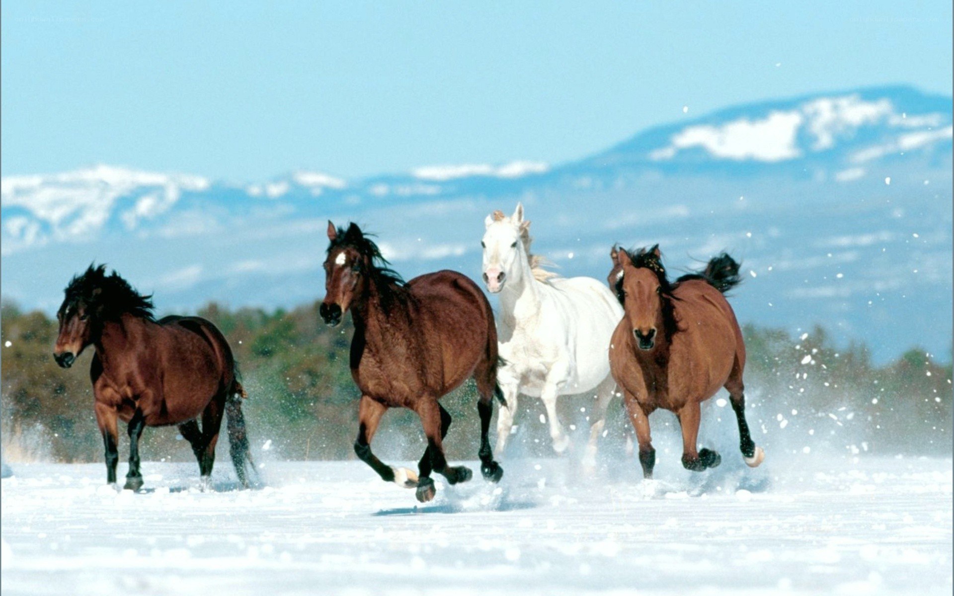 horses running in snow