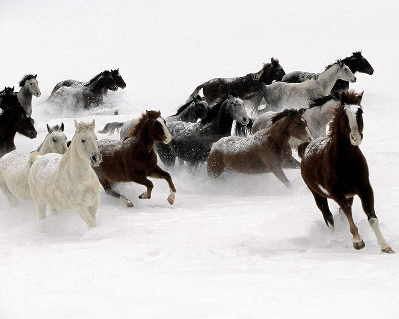 Horses running in snow