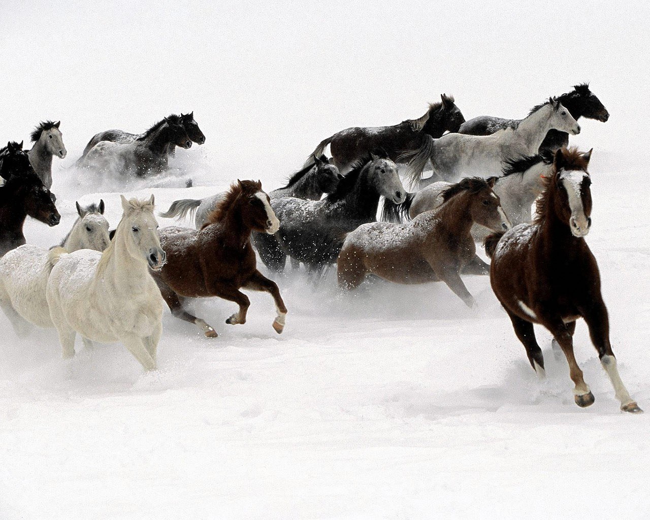 Horses running in snow