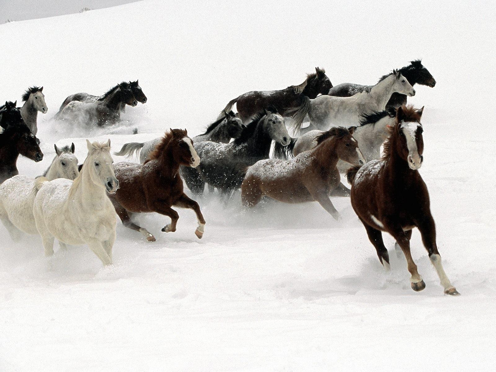 horses running in snow