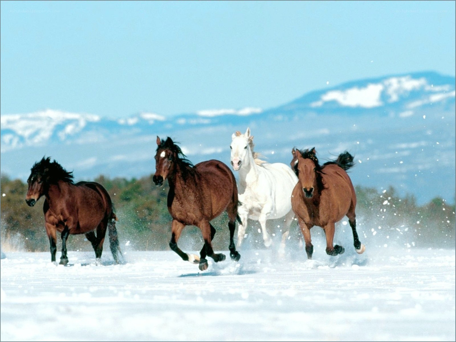 horses running in snow