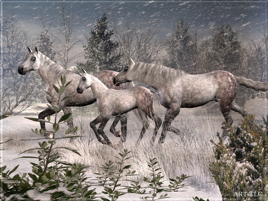 Horses running in snow
