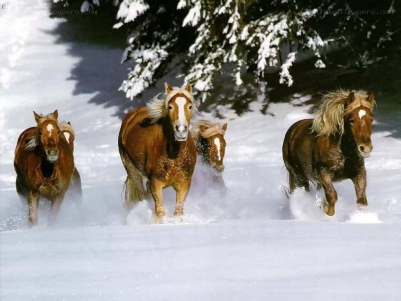 horses running in snow