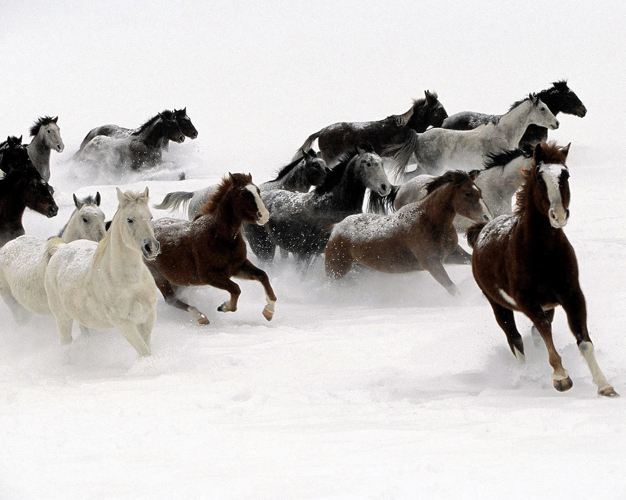 Horses running in snow