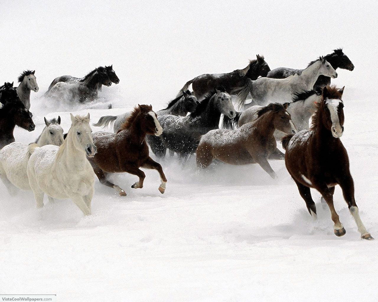 horses running in snow