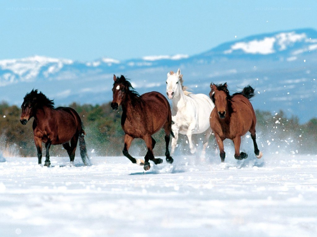 horses running in snow