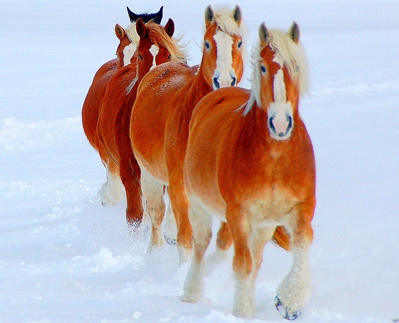 horses running in snow