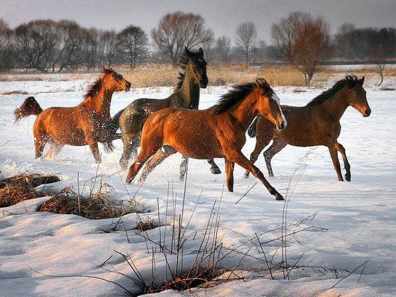 horses running in snow