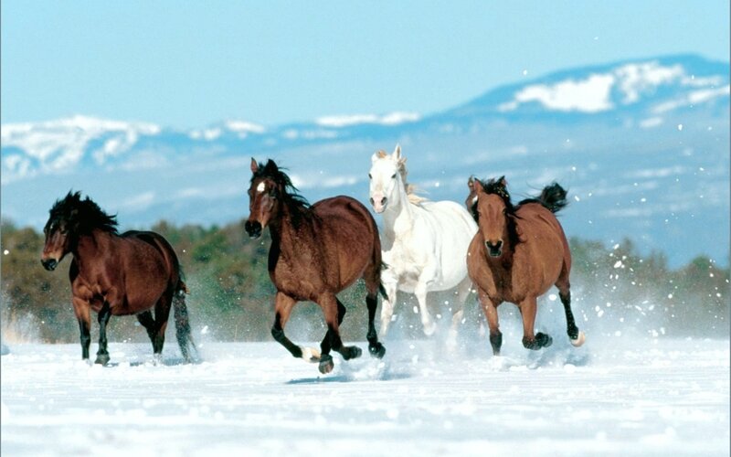 horses running in snow