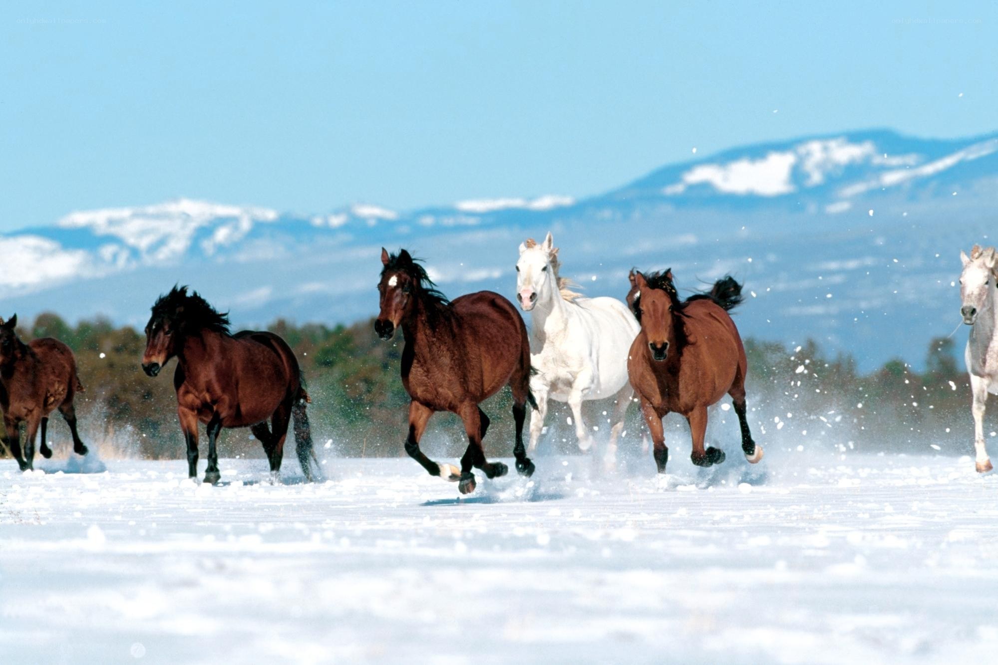 horses running in snow