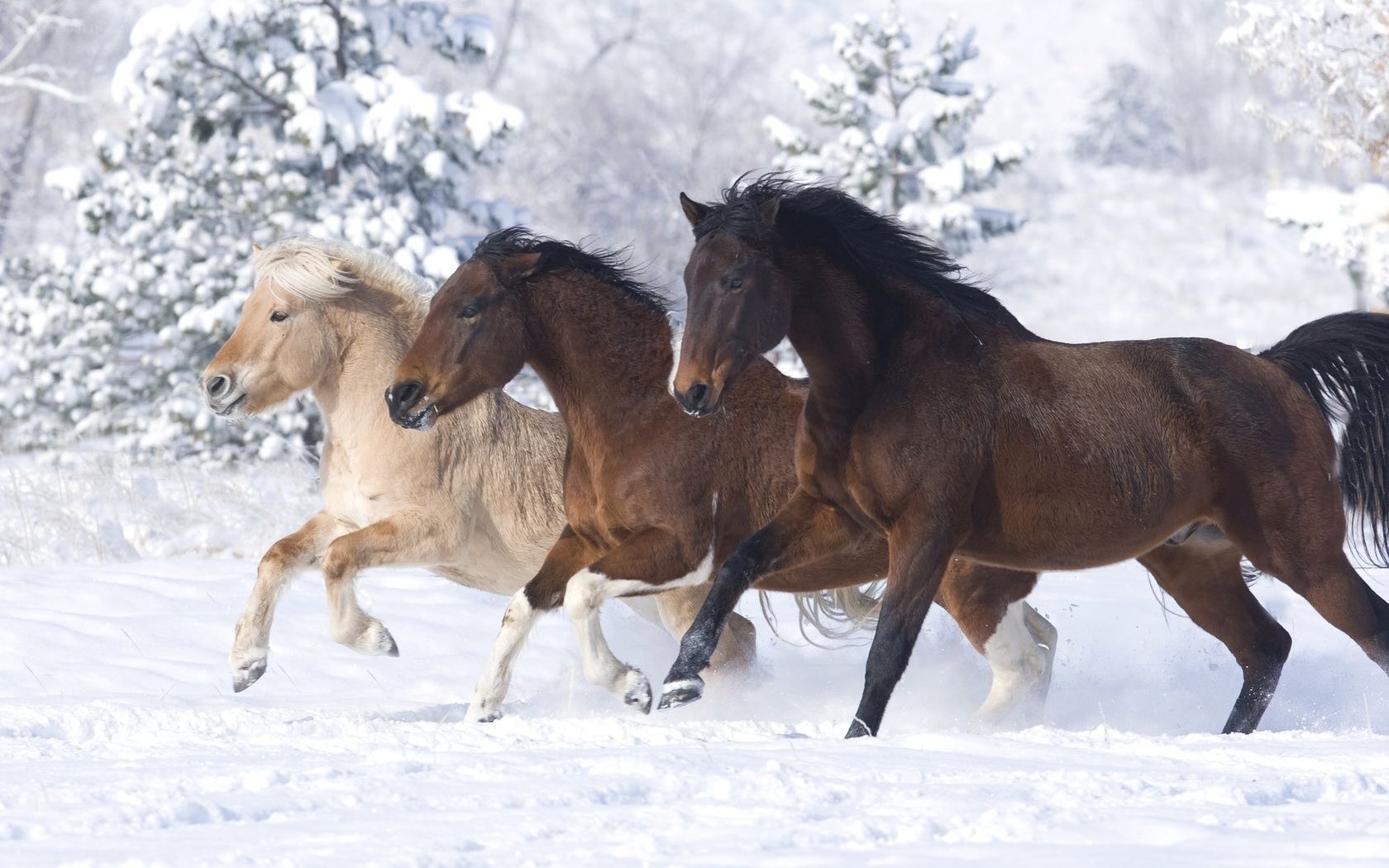 horses running in snow
