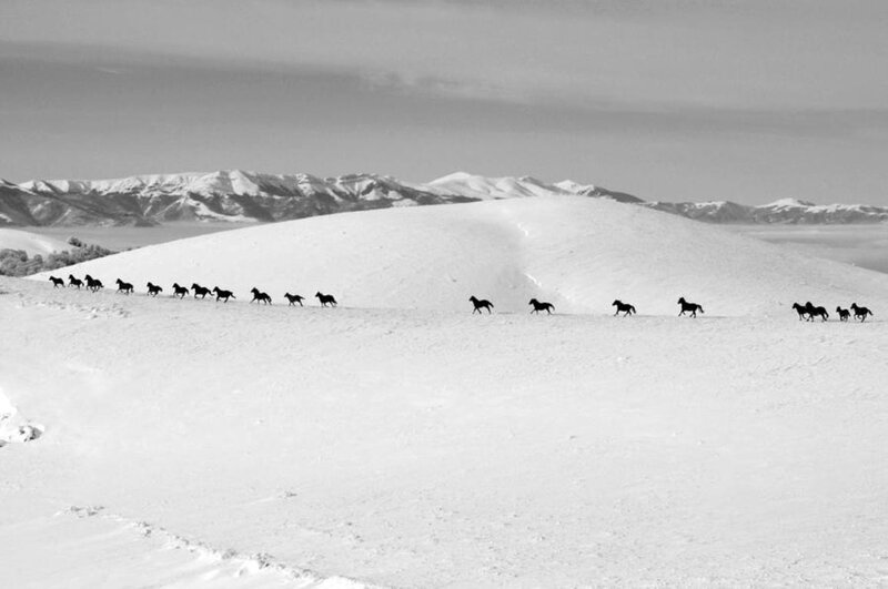 Horses Running in Snow — Black, Serene