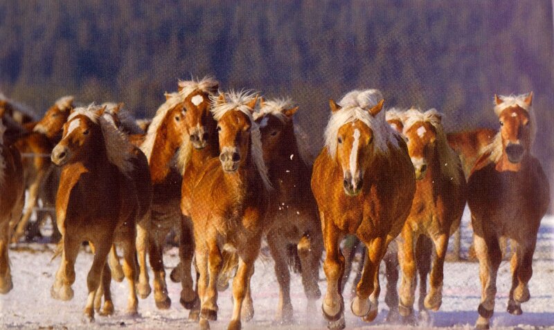 Horses Running in Snow — Brown, Dynamic, Winter, Photograph, Forest