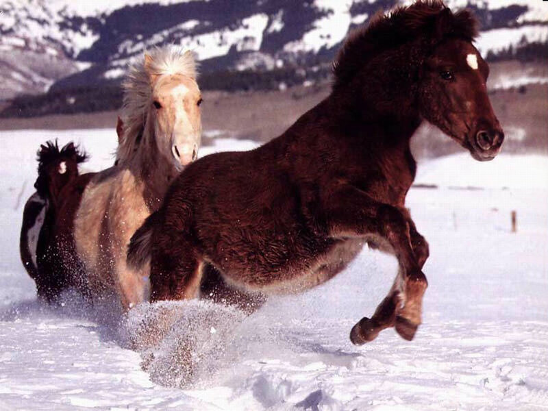 Horses Running in Snow — Brown, Dynamic, Winter, Photograph, Mountains