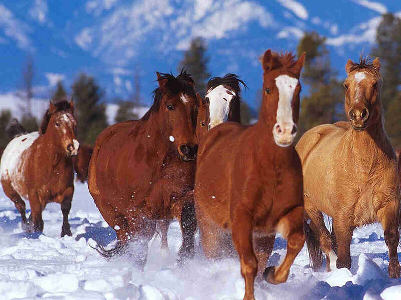 Horses Running in Snow — Brown, Dynamic, Winter, Photograph