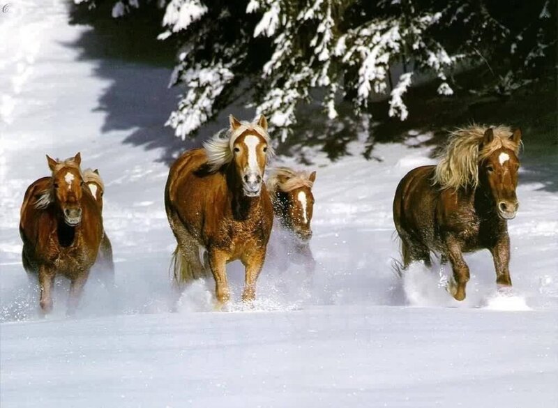 Horses Running in Snow — Brown, Dynamic, Winter, Photograph, Trees, Foals