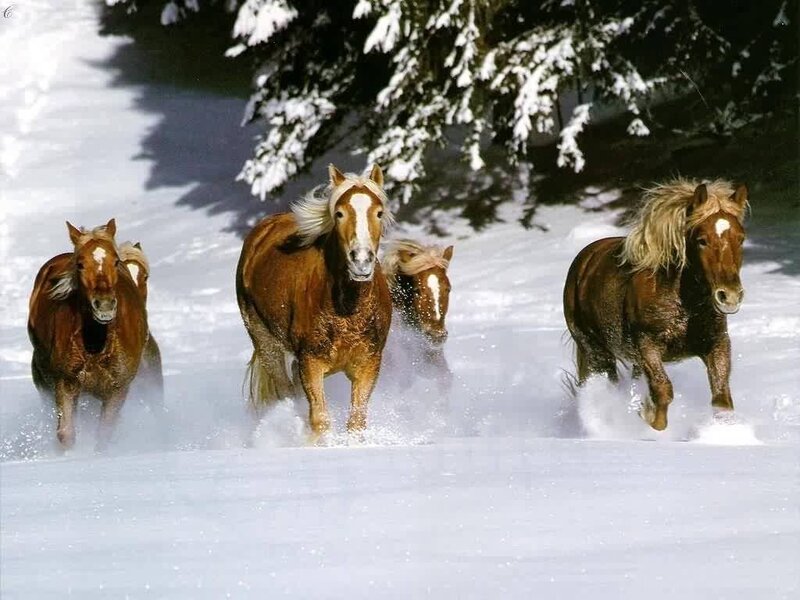 Horses Running in Snow — Brown, Dynamic, Winter, Photograph, Trees, Foals, White