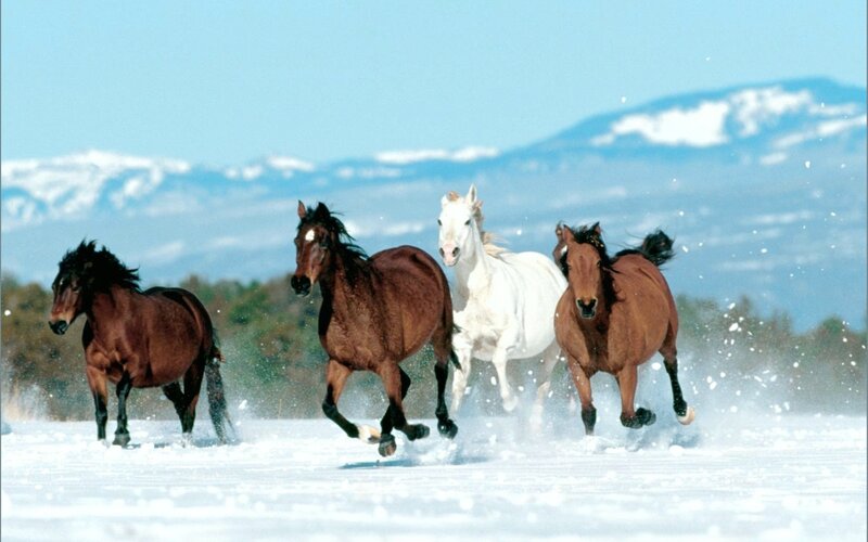 Horses Running in Snow — Dynamic, Winter
