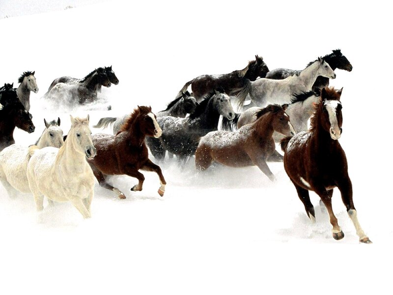 Horses Running in Snow — Herd