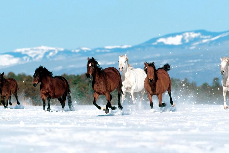 Horses Running in Snow — White, Blue