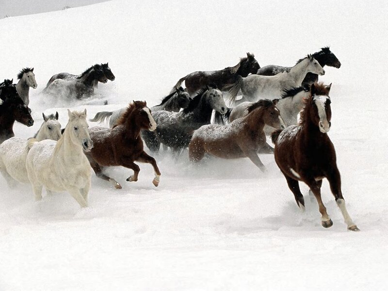Horses Running in Snow — White, Brown