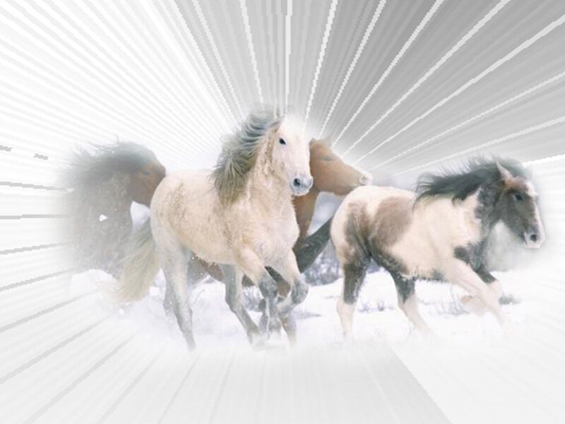 Horses Running in Snow — White, Dynamic