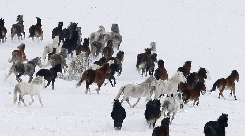 Horses Running in Snow — White, Dynamic, Winter, Photograph, Field