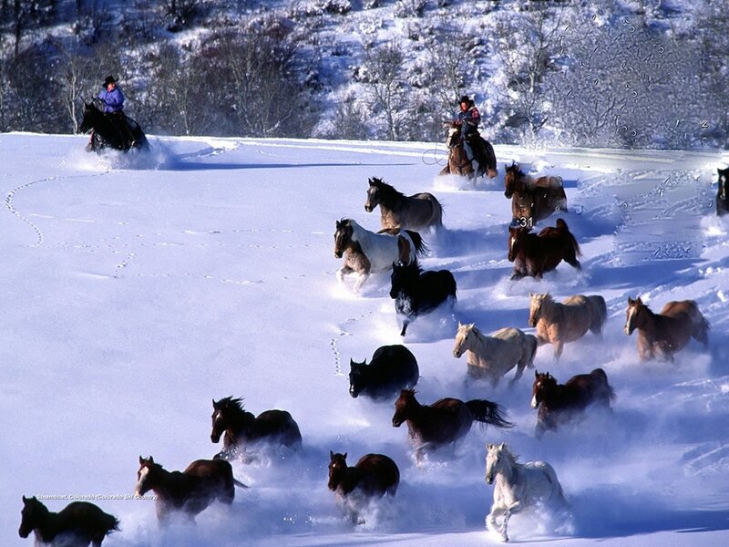 Horses Running in Snow — White, Dynamic, Winter, Photograph, Rider