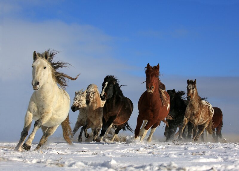 Horses Running in Snow — White, Dynamic, Winter, Photograph, Sky