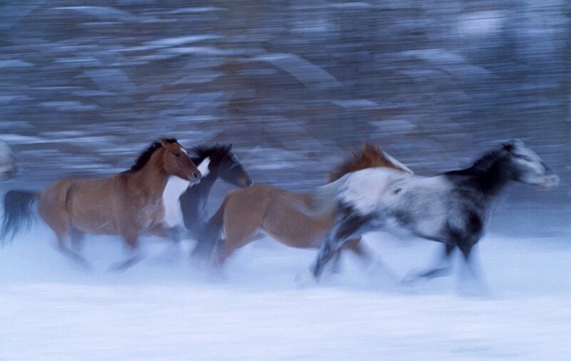 Horses Running in Snow — White, Dynamic, Winter, Photograph