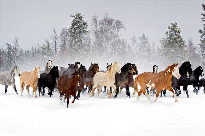 Horses Running in Snow — White, Dynamic, Winter, Photograph, Trees, Forest