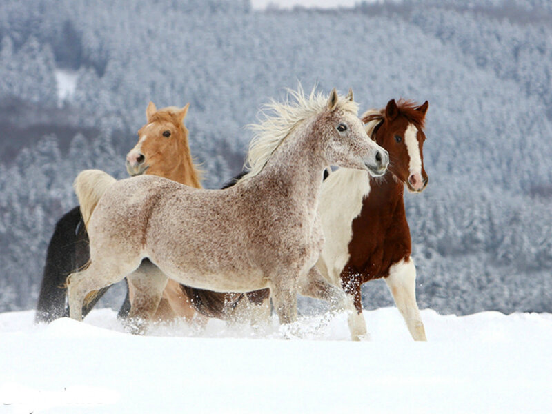 Horses Running in Snow — White, Dynamic, Winter, Photograph, Trees