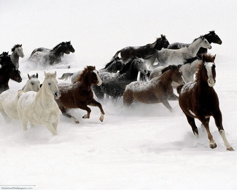 Horses Running in Snow — White, Photograph