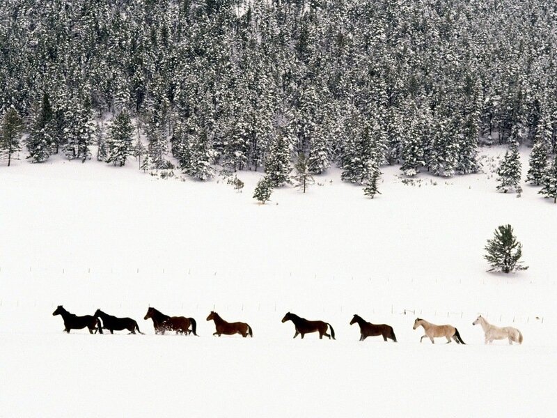 Horses Running in Snow — White, Serene