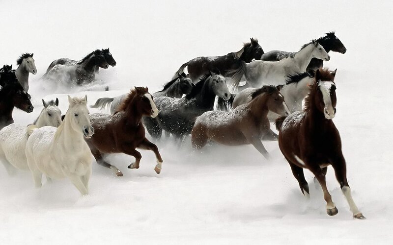 Horses Running in Snow — White